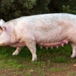 pig-4111895_1920