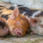 pigs-5240702_1920